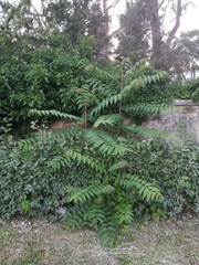 Ailanthus altissima