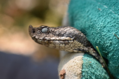 Vipera latastei