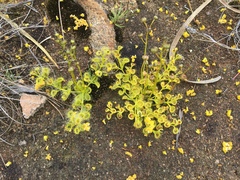 Drosera rupicola