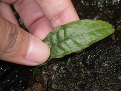 Leptochilus pteropus