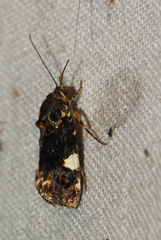 Acontia imitatrix
