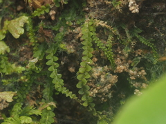 Geocalycaceae