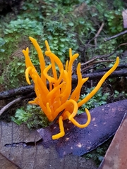 Clavulinopsis sulcata