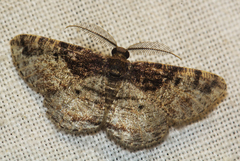 Cabera elatina
