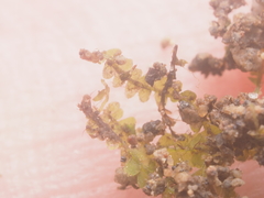 Geocalycaceae