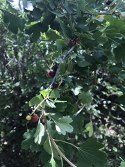 Ribes aureum