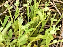 Polygala amarella