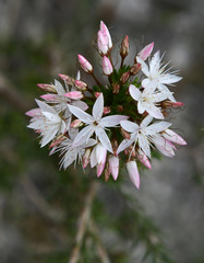 Calytrix tetragona