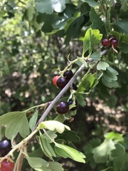 Ribes aureum