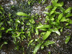 Leptochilus pteropus