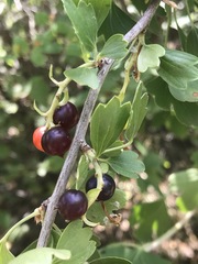 Ribes aureum