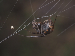 Parasteatoda merapiensis