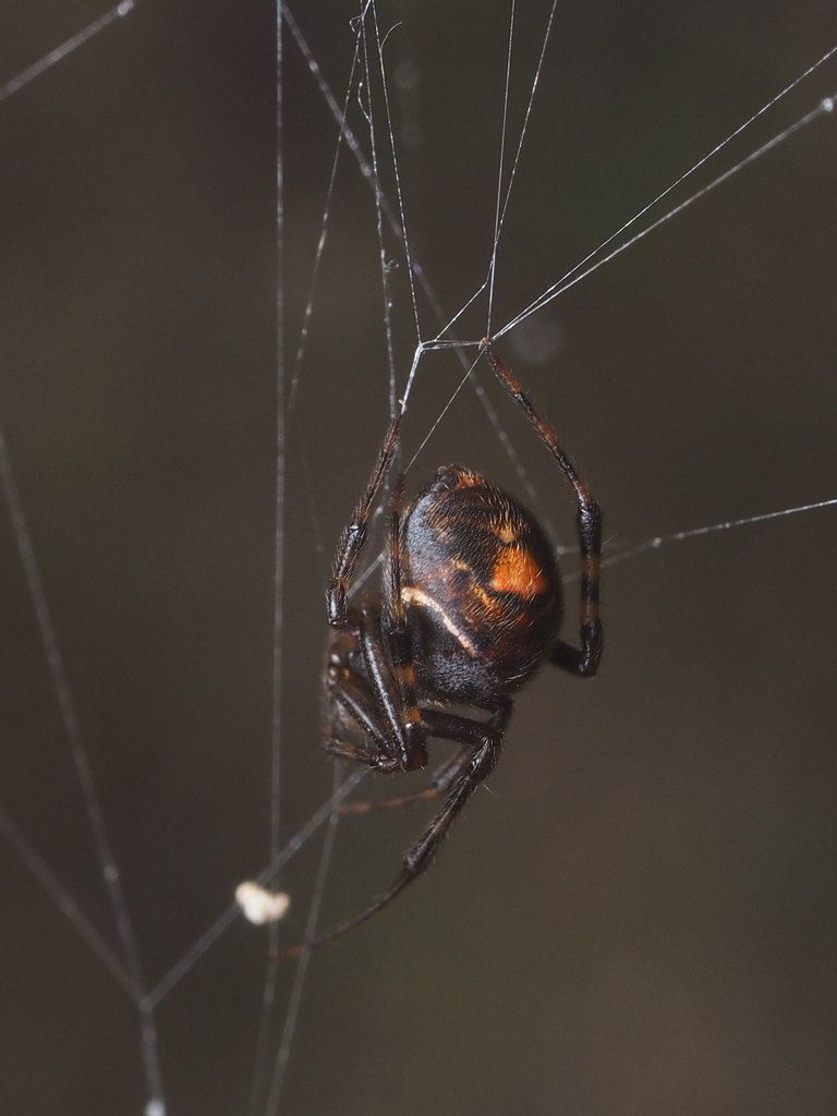 Parasteatoda merapiensis