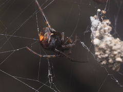 Parasteatoda merapiensis