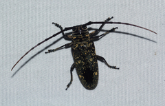 Prosopocera dejeani