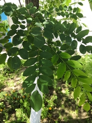 Robinia pseudoacacia