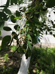 Robinia pseudoacacia