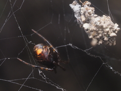 Parasteatoda merapiensis