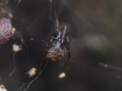 Parasteatoda merapiensis
