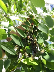 Robinia pseudoacacia