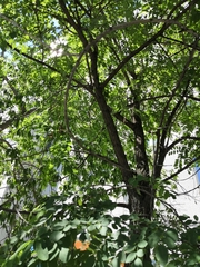 Robinia pseudoacacia