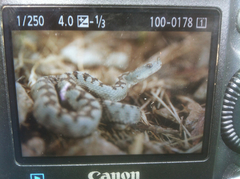 Vipera ammodytes