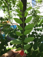 Robinia pseudoacacia