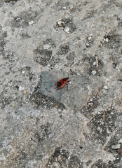 Pyrrhocoris apterus