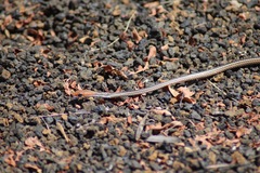 Psammophis punctulatus