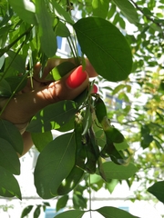 Robinia pseudoacacia