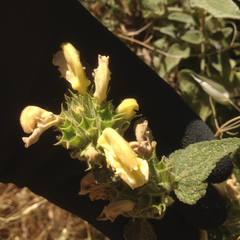 Phlomis viscosa