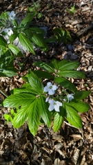Cardamine heptaphylla