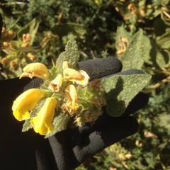 Phlomis viscosa