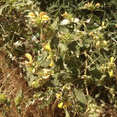 Phlomis viscosa