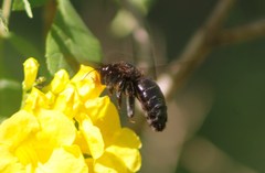 Xylocopa griswoldi
