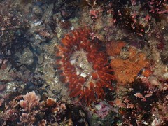 Phlyctenanthus australis