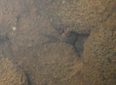 Parathelphusa convexa