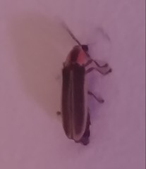 Photinus ardens