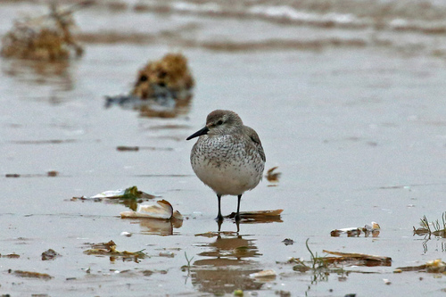 Correlimos gordo (Calidris canutus)