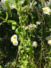 Erigeron annuus