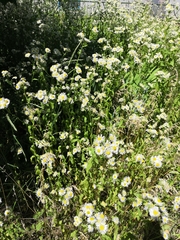 Erigeron annuus