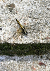 Orthetrum triangulare