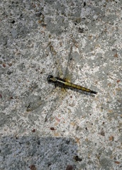 Orthetrum triangulare