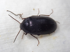 Prionychus ater