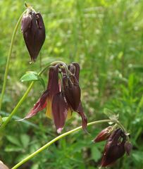 Aquilegia oxysepala