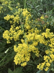 Galium verum