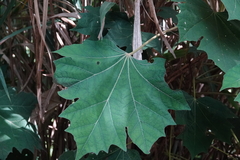 Sinopanax formosanus