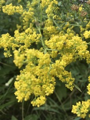 Galium verum