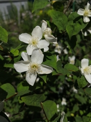 Philadelphus lewisii