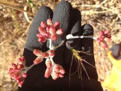 Helichrysum sanguineum